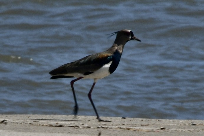 Southern Lapwing - ML638056867