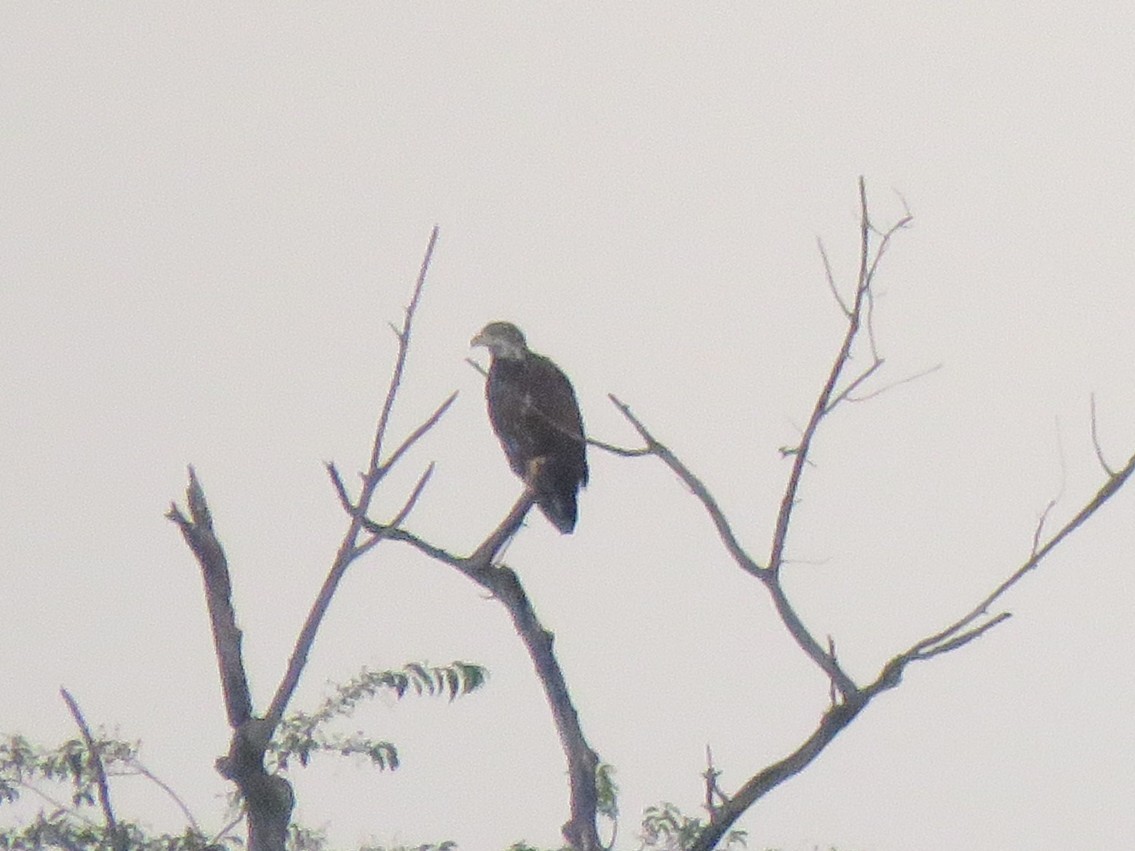 Bald Eagle - ML638056910