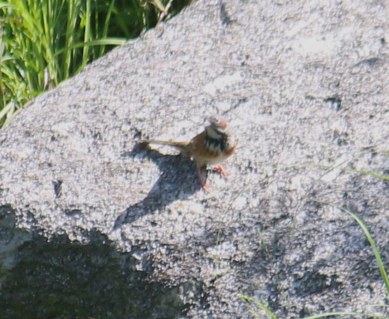 Chestnut-eared Bunting - ML638056918