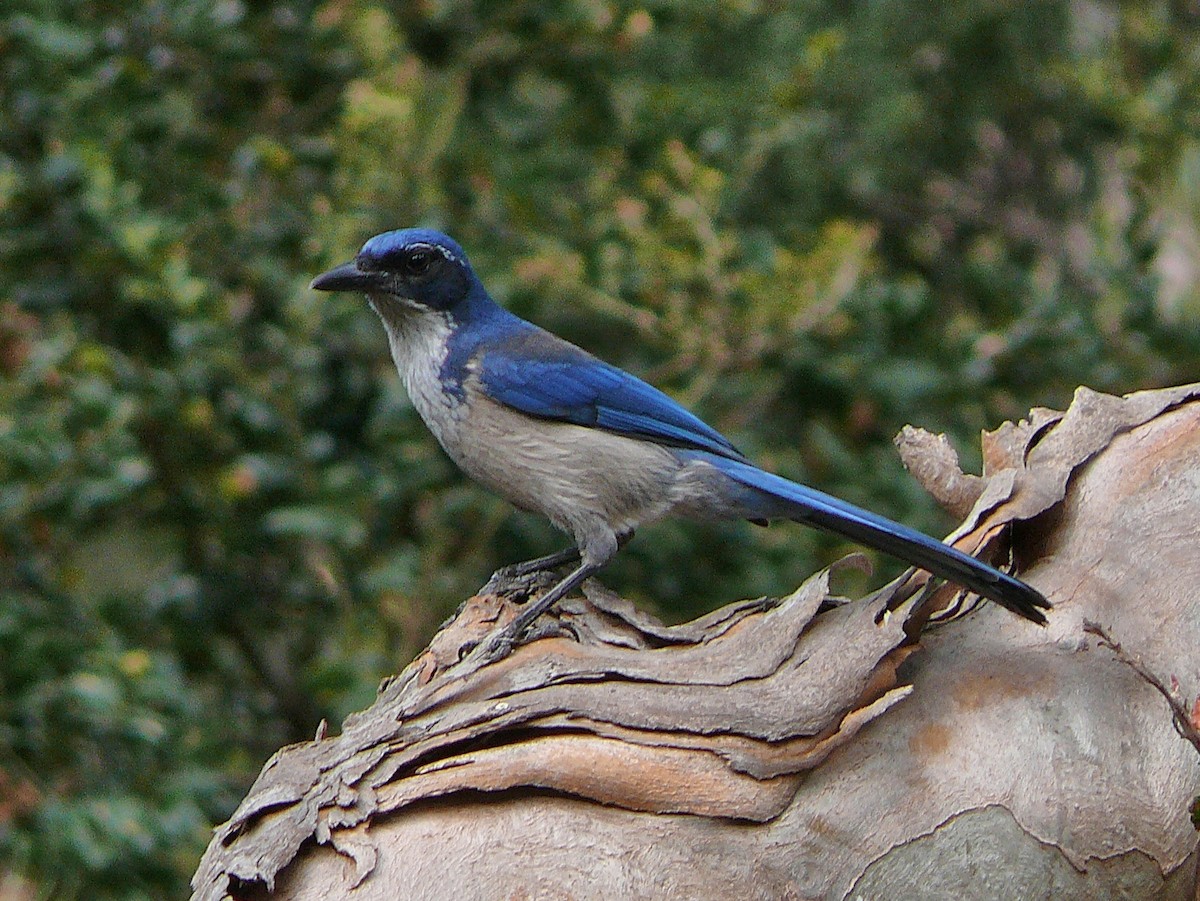 Island Scrub-Jay - ML638056927