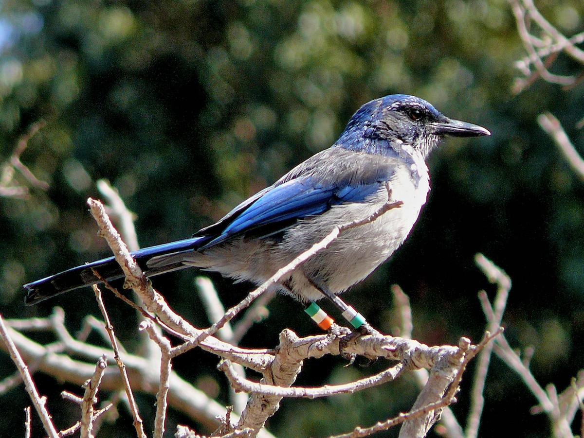 Island Scrub-Jay - ML638056928
