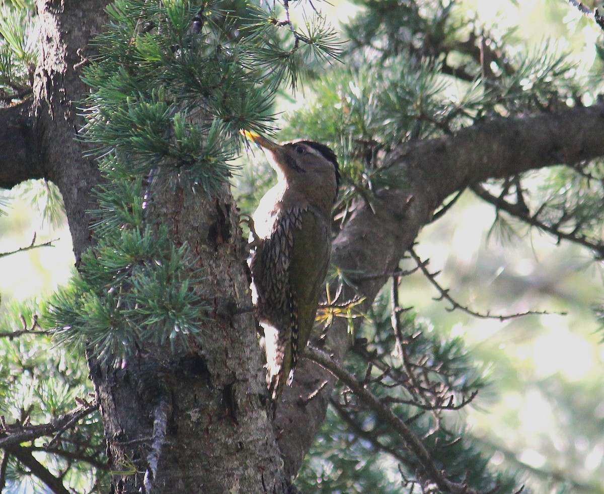 Scaly-bellied Woodpecker - ML638056937