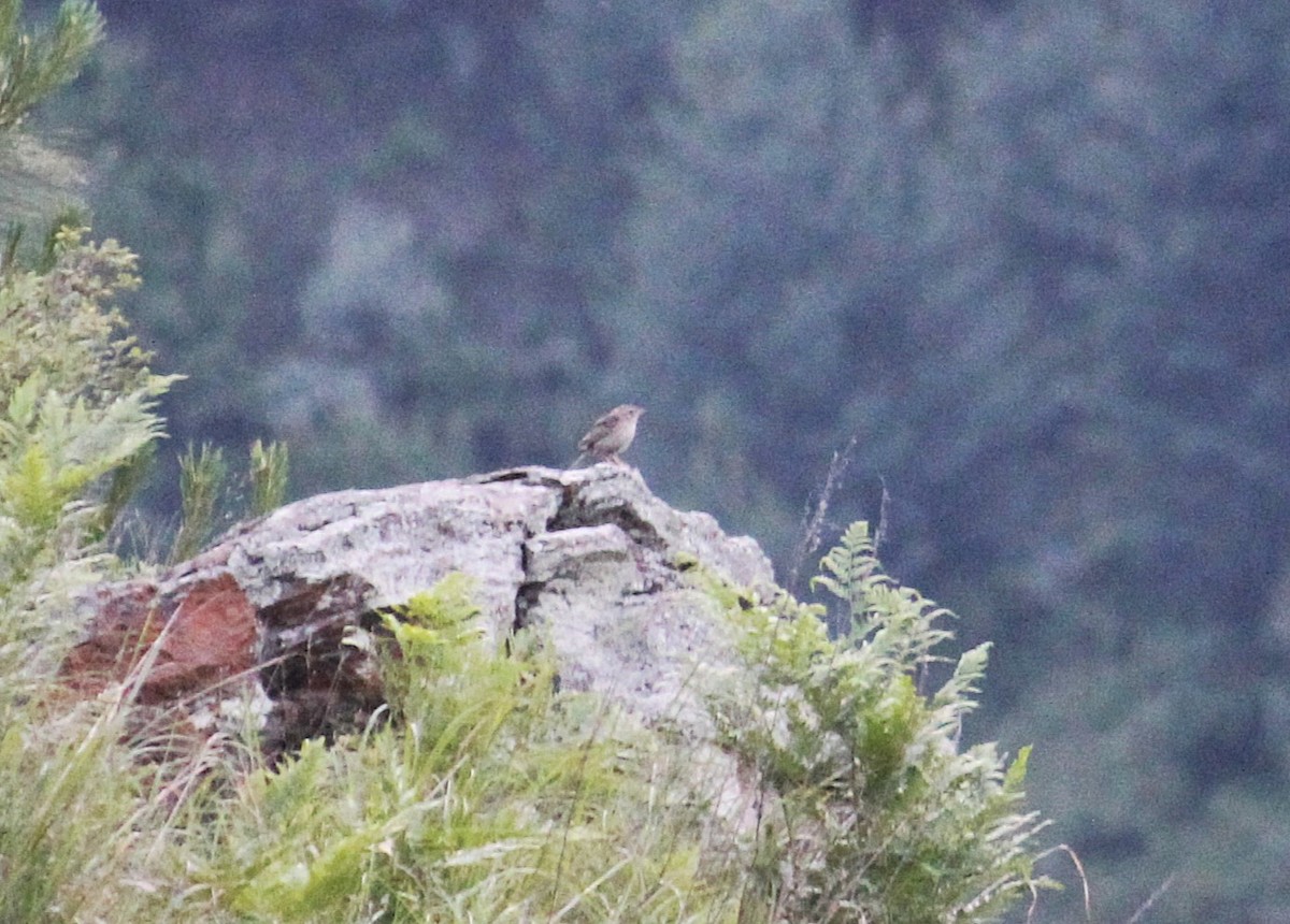 Upland Pipit - ML638056947