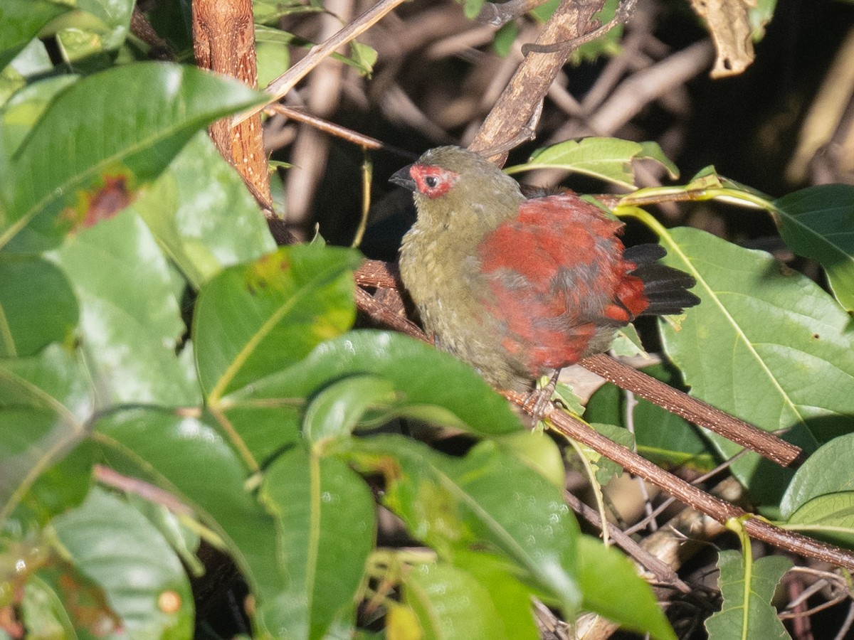 Red-faced Crimsonwing - ML638056957