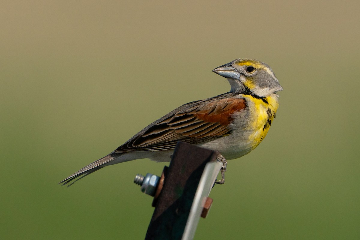 Dickcissel - ML638056965