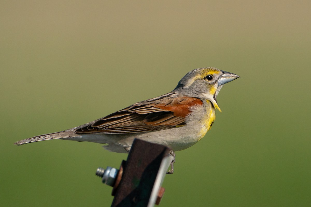 Dickcissel - ML638056966