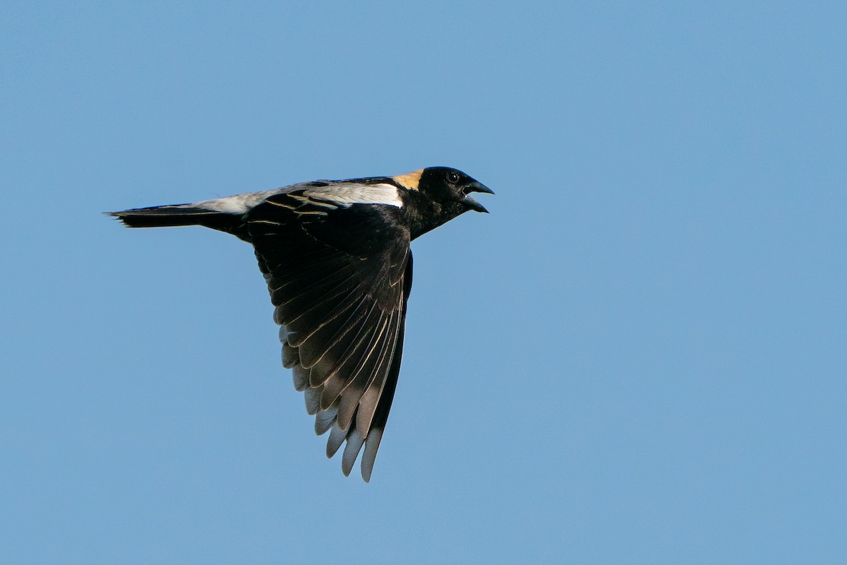 Bobolink - ML638056977