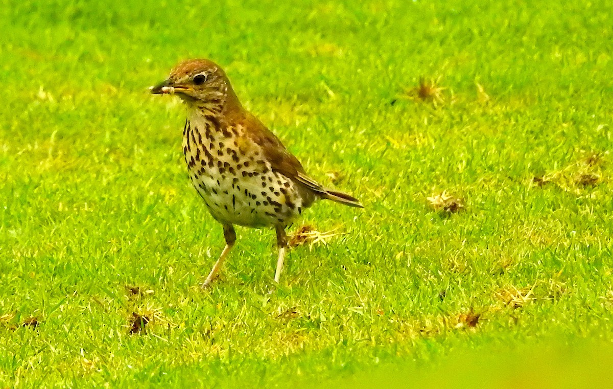 Song Thrush - ML638056979