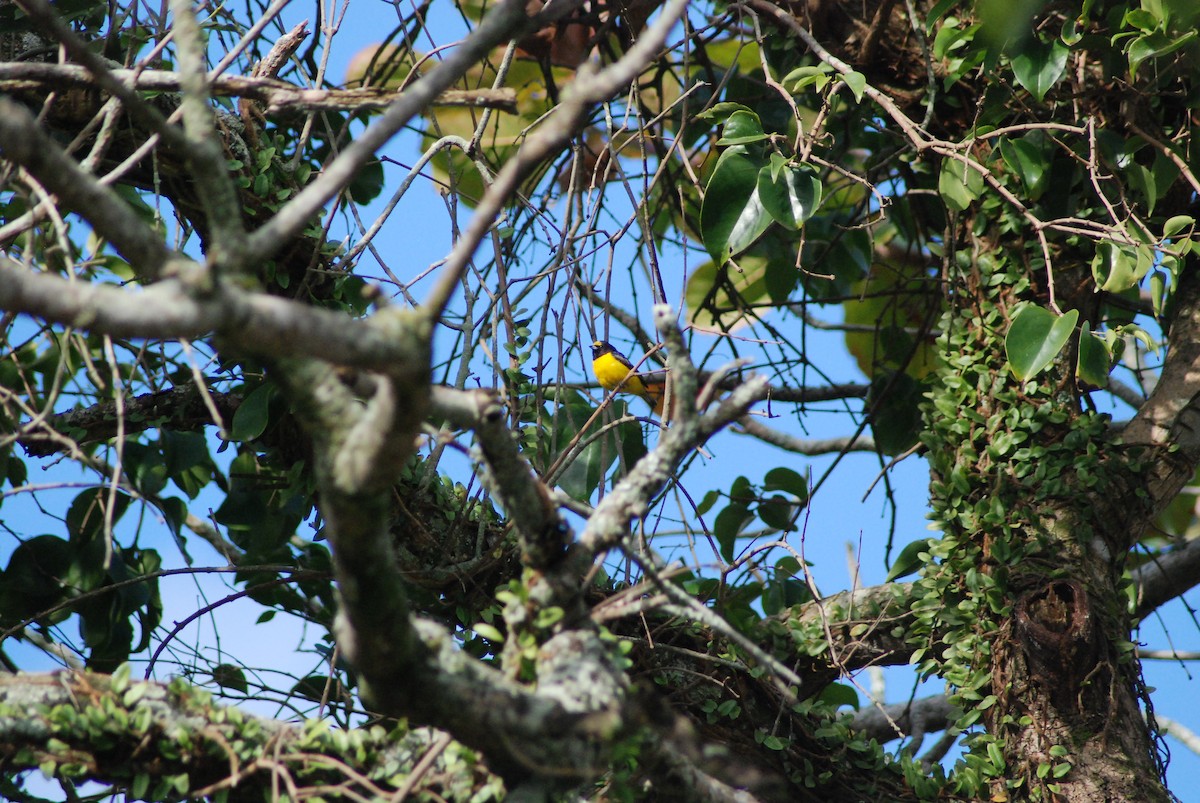 Purple-throated Euphonia - ML638056984