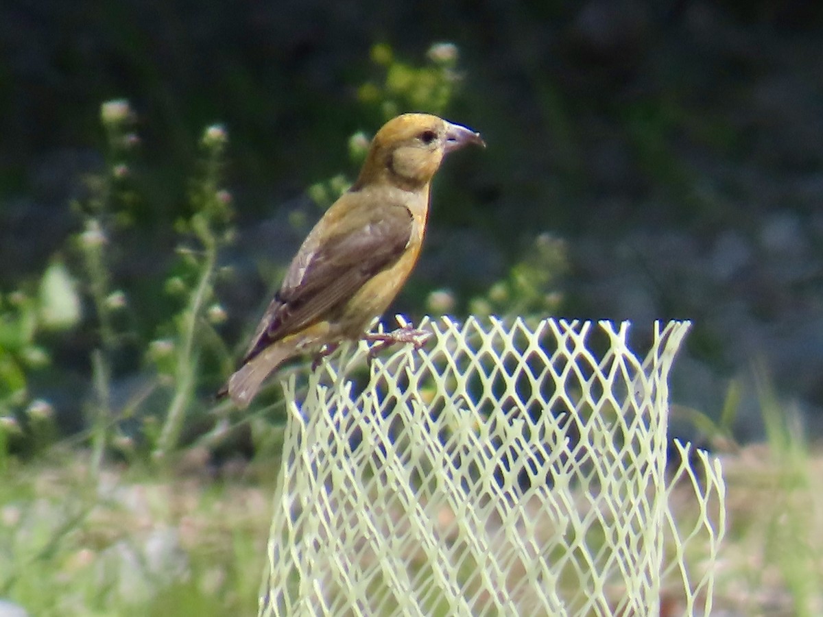 Red Crossbill - ML638056996