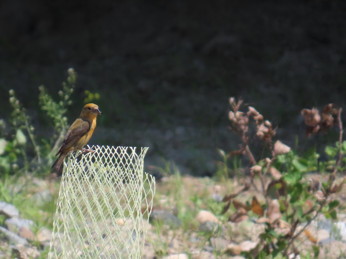 Red Crossbill - ML638056997