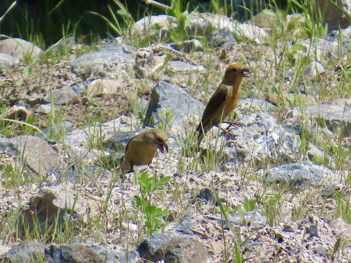 Red Crossbill - ML638056998