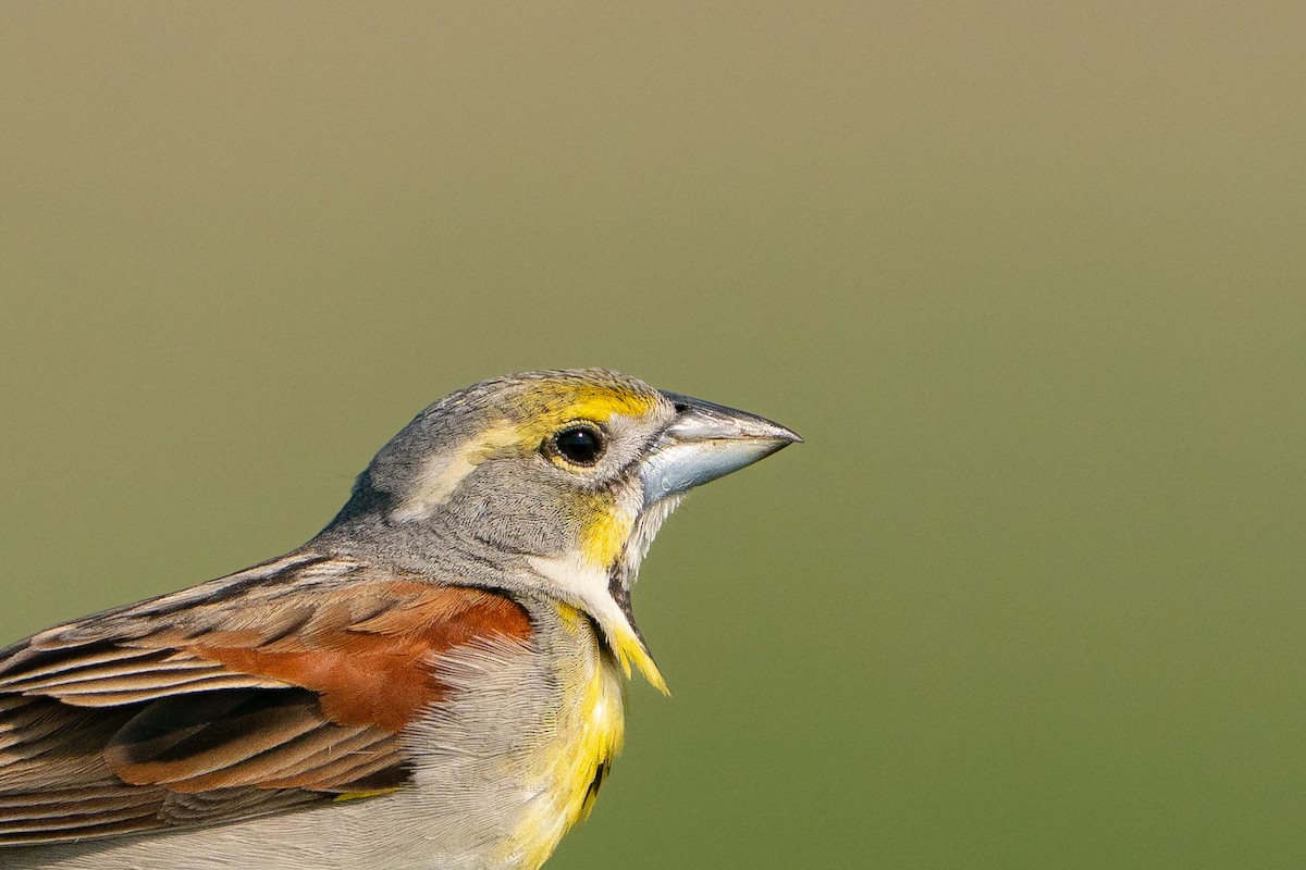 Dickcissel - ML638057035
