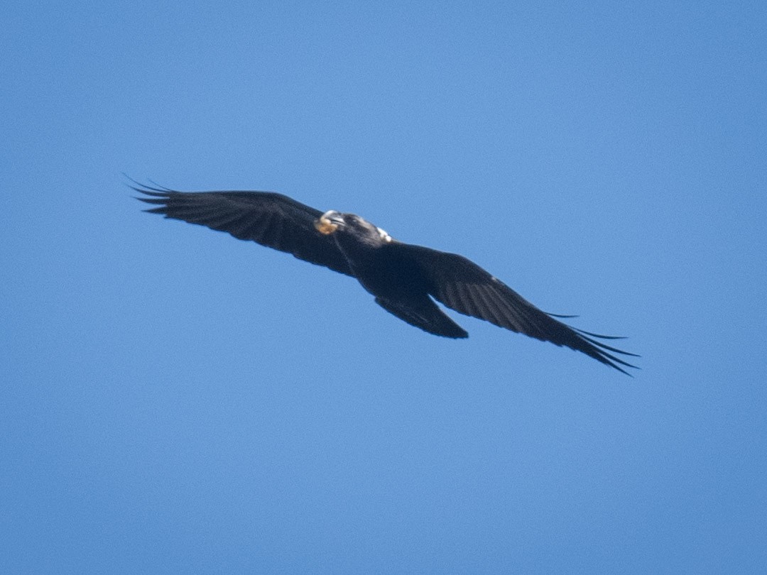 White-necked Raven - ML638057091
