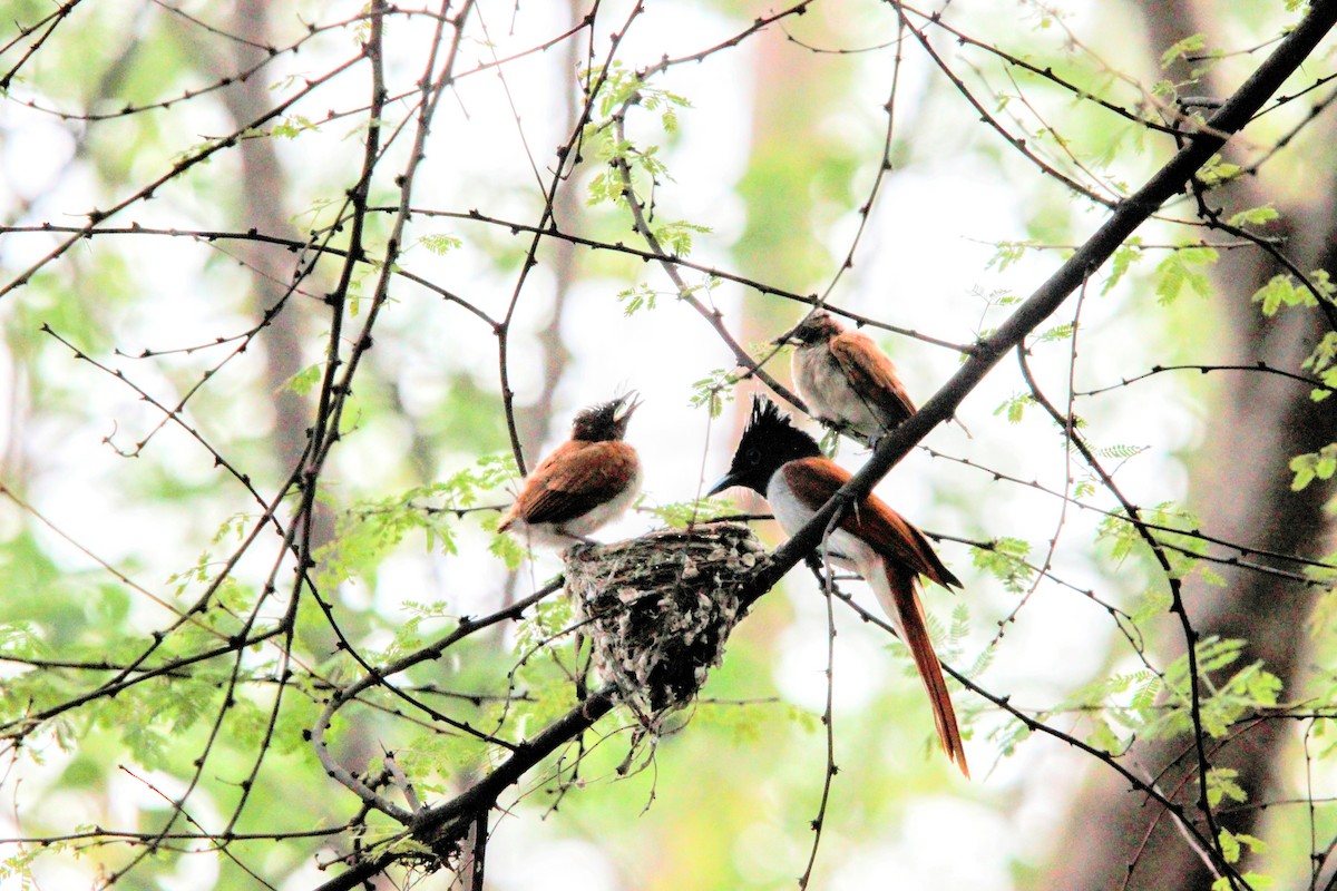 Indian Paradise-Flycatcher - ML638057093