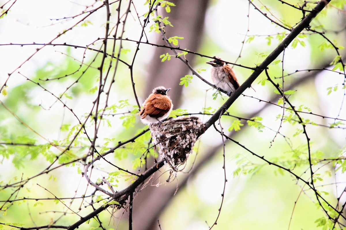 Indian Paradise-Flycatcher - ML638057107