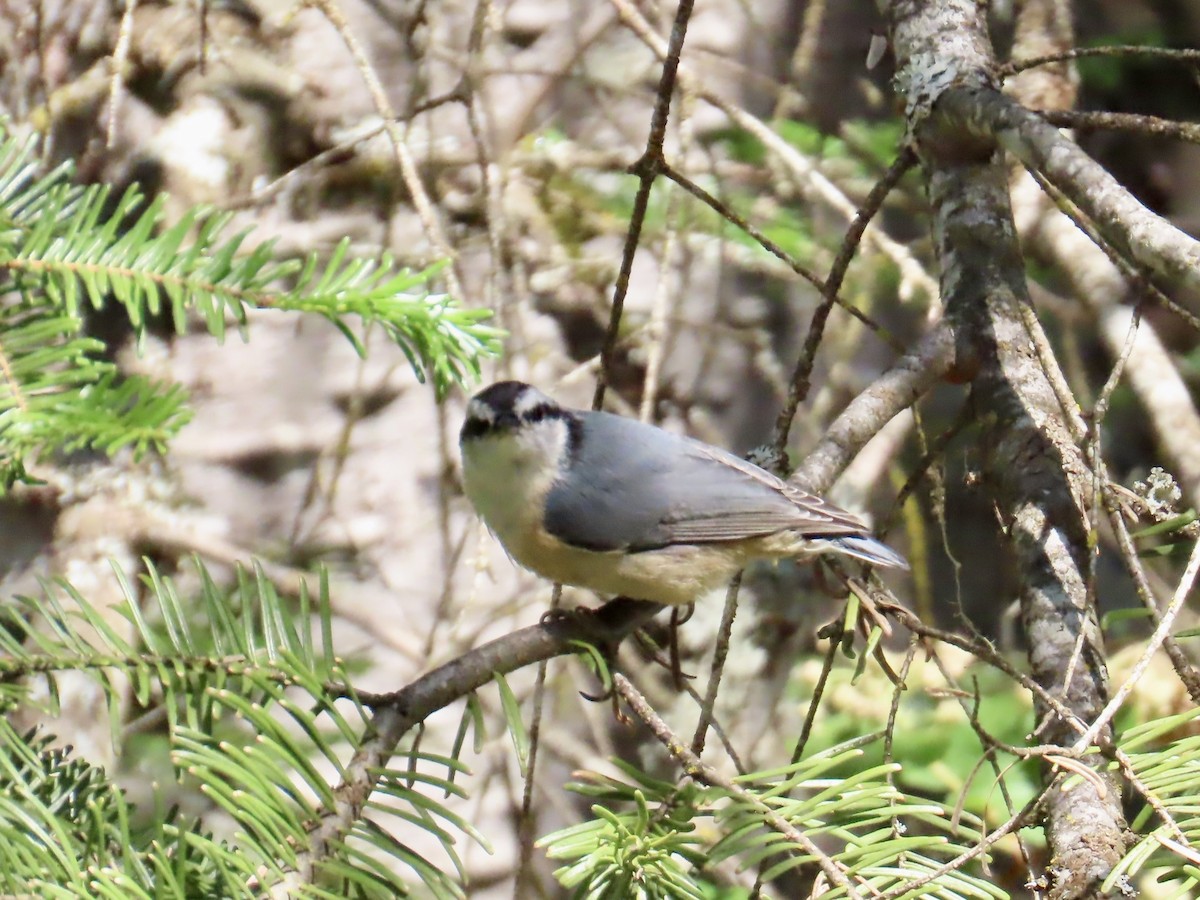 ムネアカゴジュウカラ - ML638057112