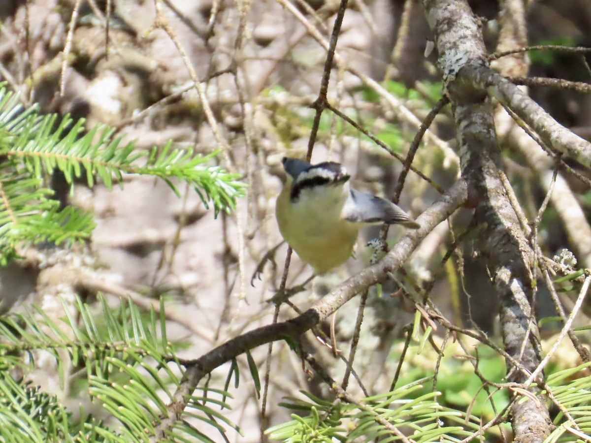 ムネアカゴジュウカラ - ML638057113