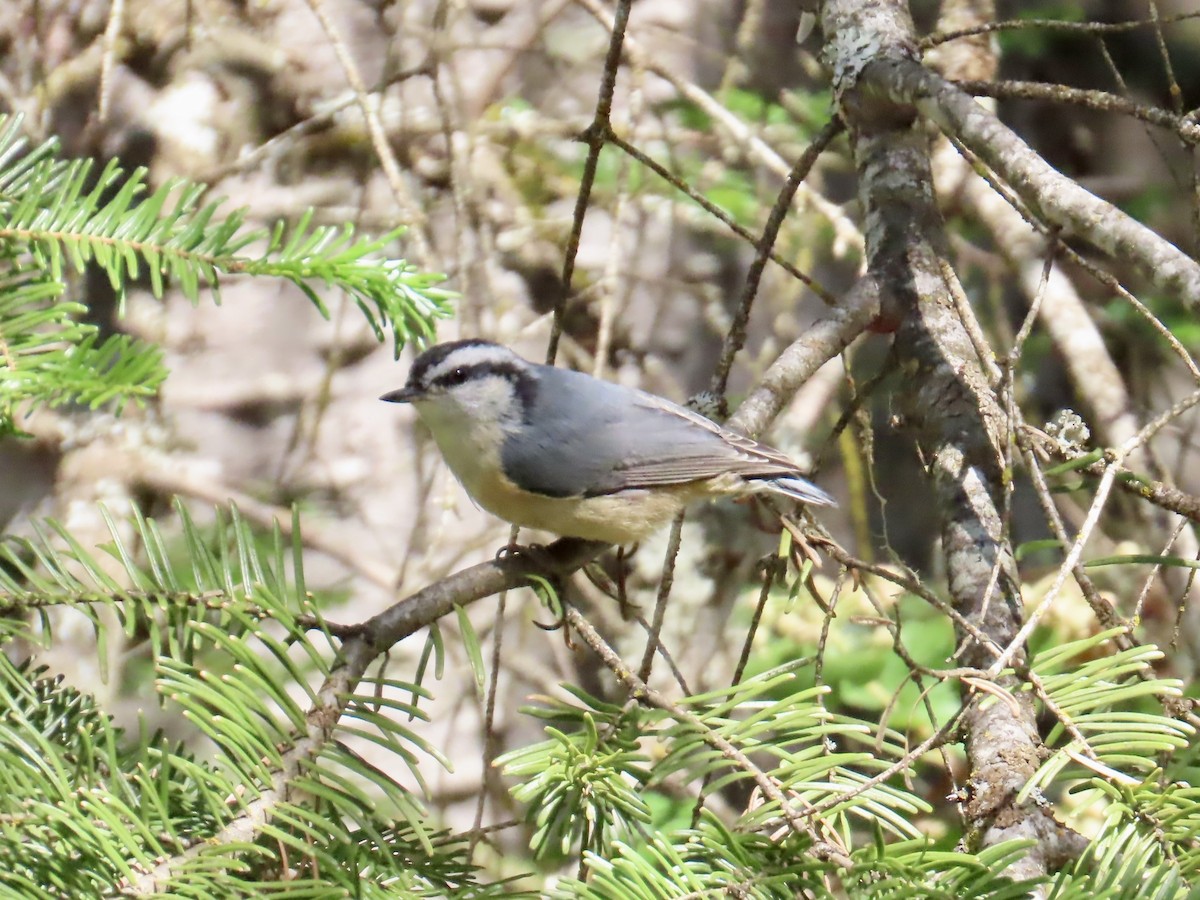 ムネアカゴジュウカラ - ML638057114