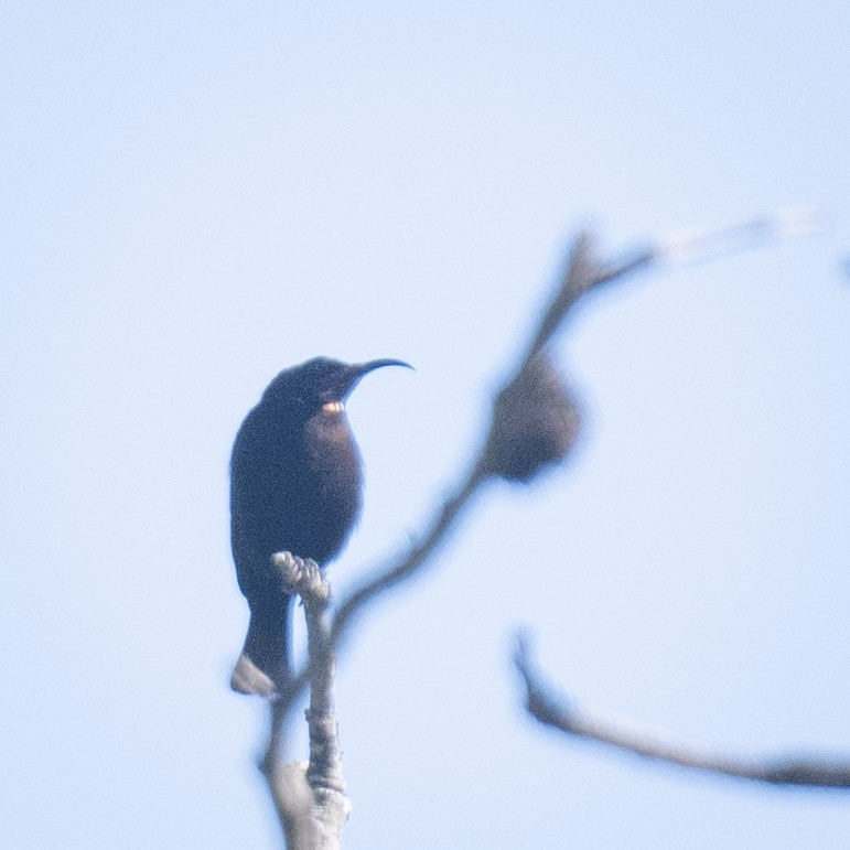 Copper Sunbird - ML638057115
