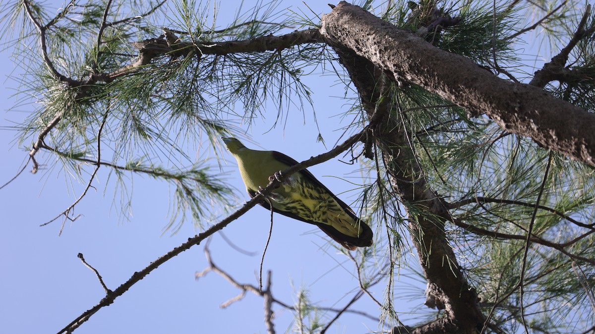 Whistling Green-Pigeon - ML638057133