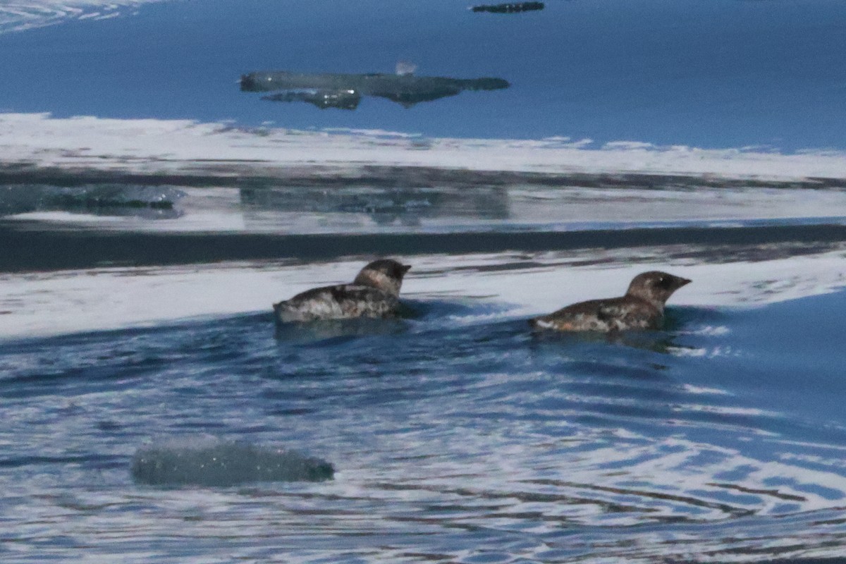 Kittlitz's Murrelet - ML638057184