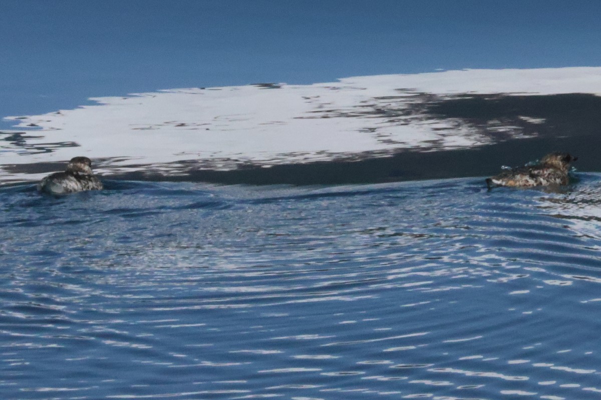 Kittlitz's Murrelet - ML638057185