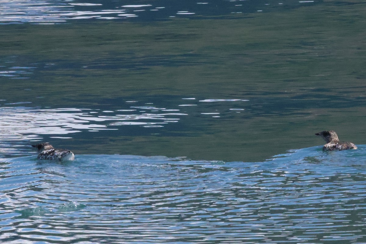Kittlitz's Murrelet - ML638057187