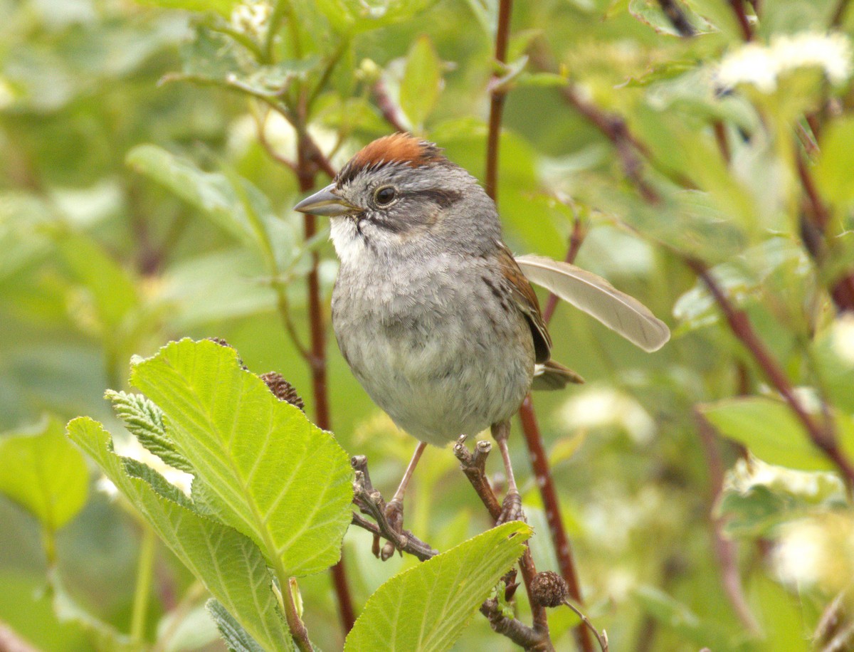 Swamp Sparrow - ML638057200