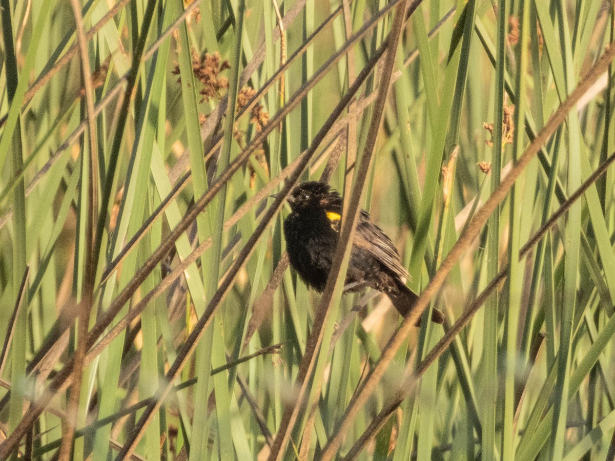 Yellow-winged Blackbird - ML638057203