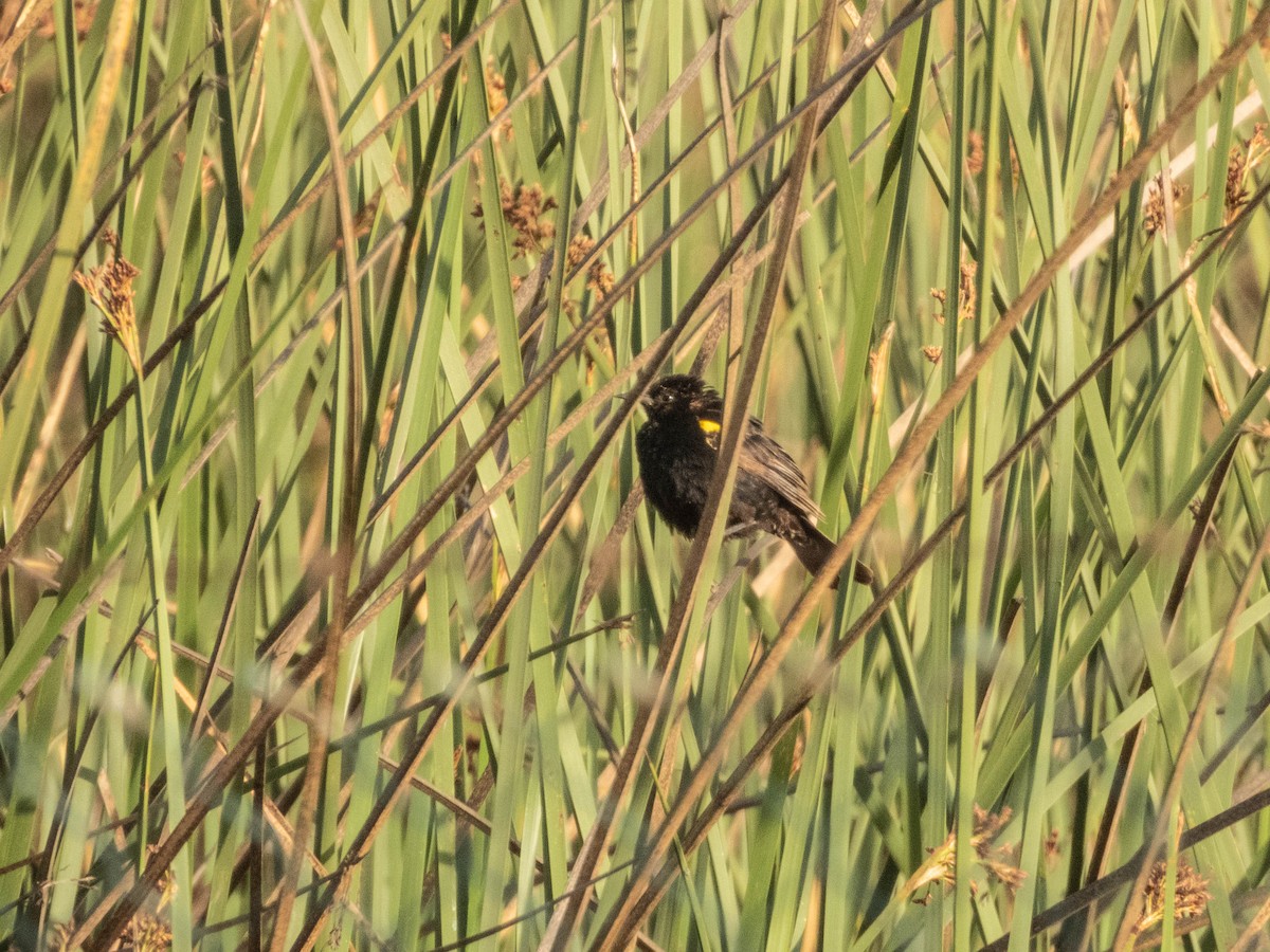 Yellow-winged Blackbird - ML638057204
