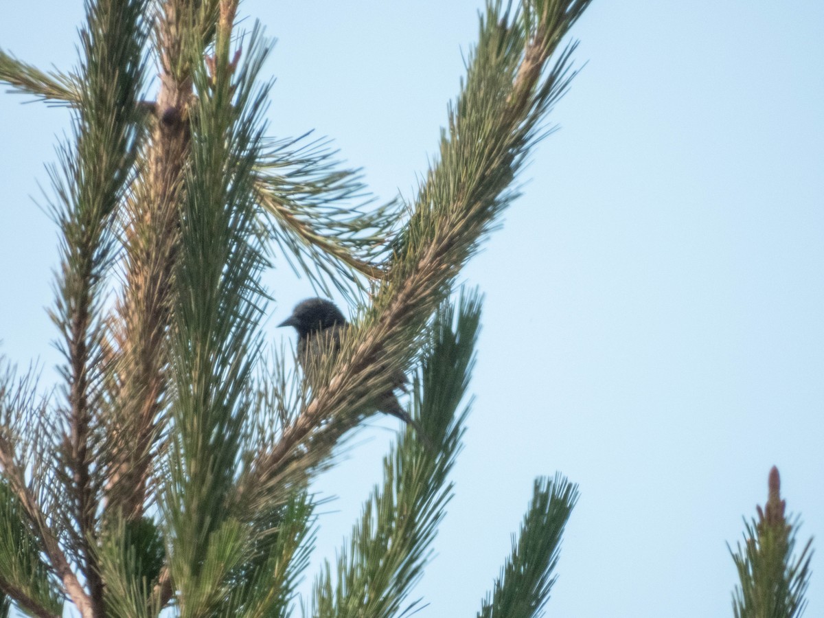 Yellow-winged Blackbird - ML638057205