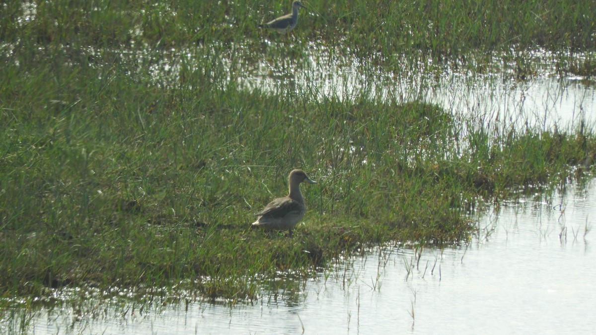 Yellow-billed Teal - ML638057210