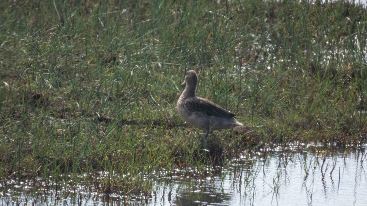 Yellow-billed Teal - ML638057212