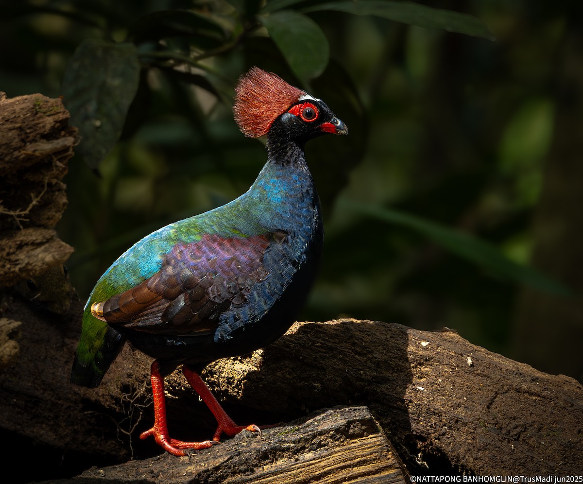 Crested Partridge - ML638057220