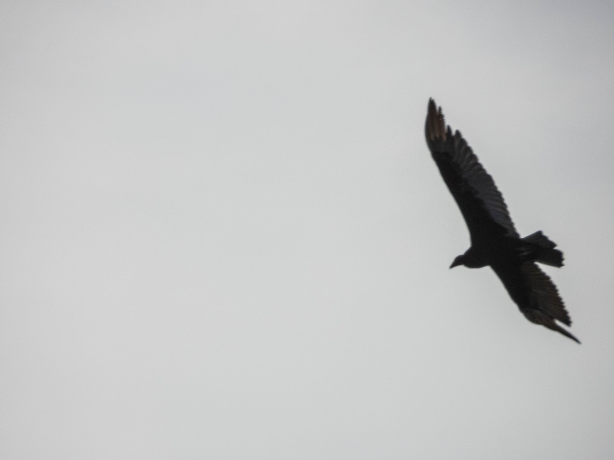 Turkey Vulture - ML638057226
