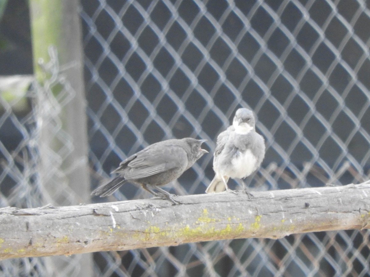 Diuca Finch - ML638057237