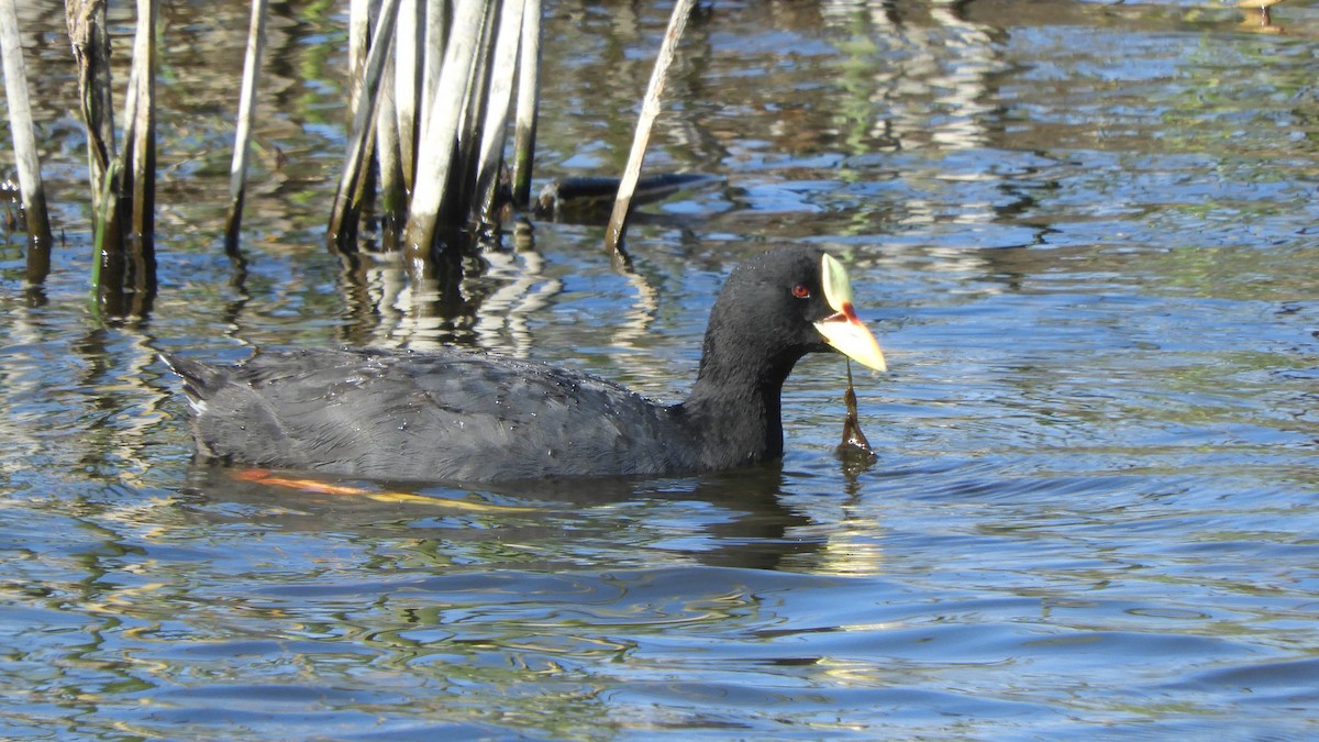Red-gartered Coot - ML638057256