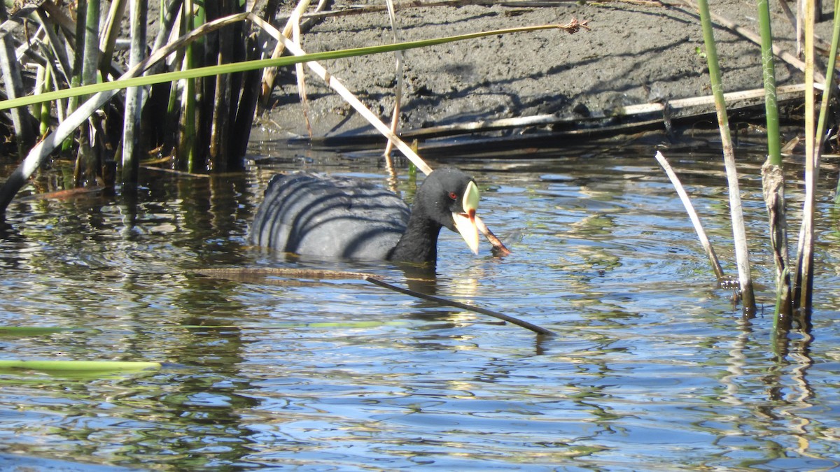 Red-gartered Coot - ML638057257