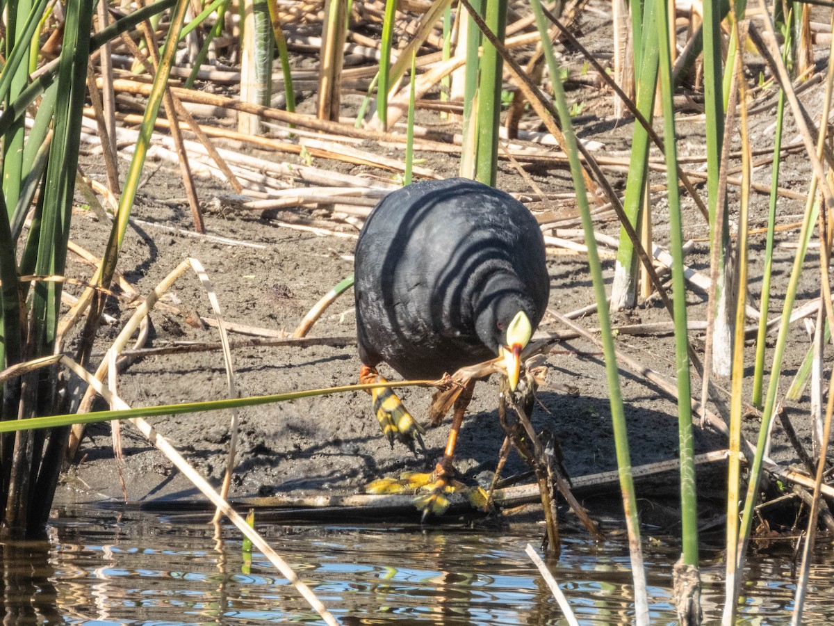 Red-gartered Coot - ML638057258