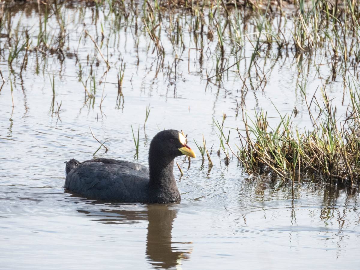 Red-gartered Coot - ML638057259