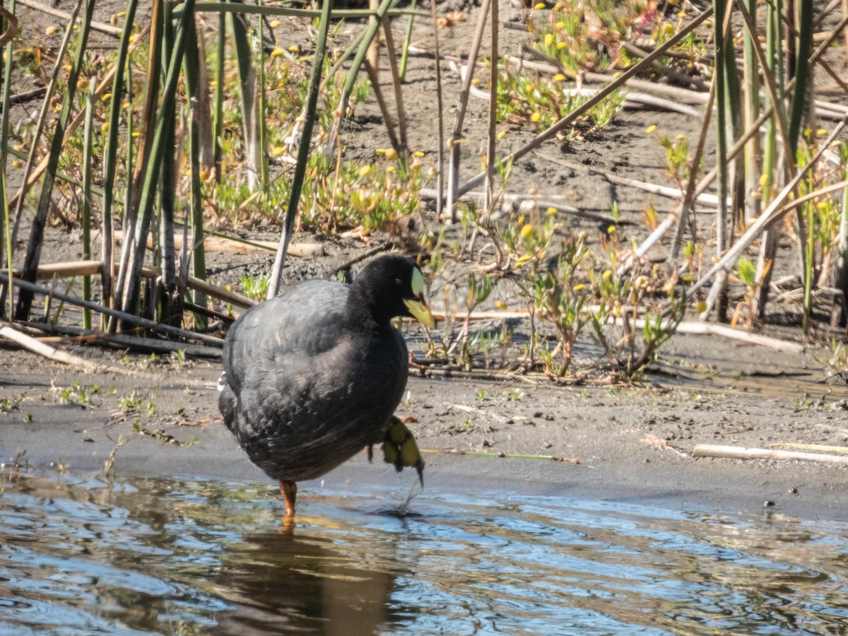 Red-gartered Coot - ML638057260
