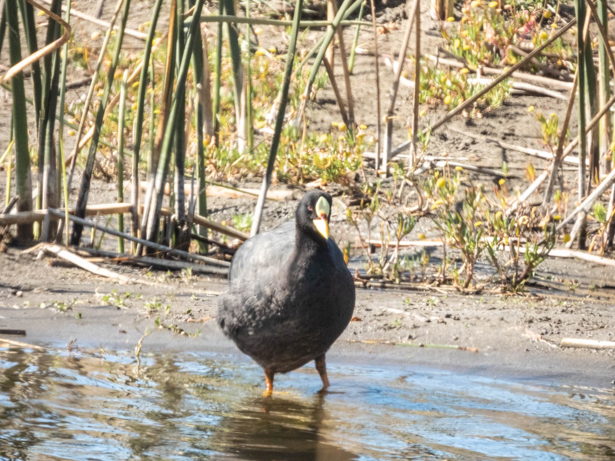 Red-gartered Coot - ML638057261