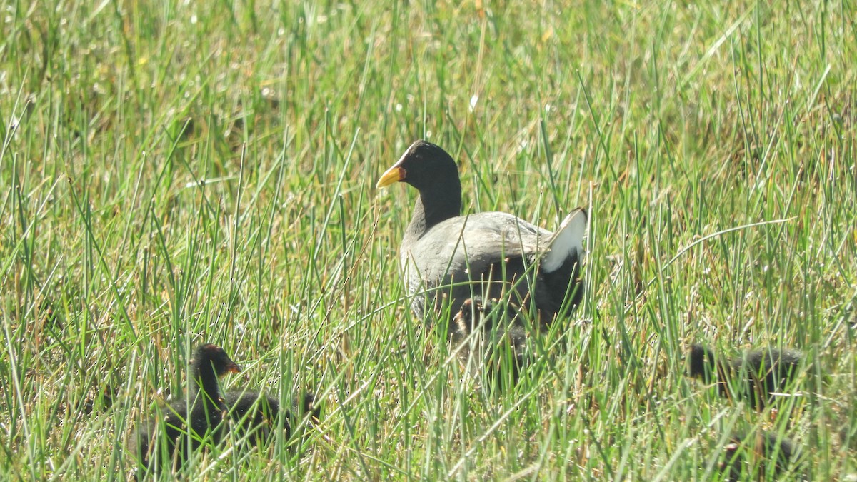 Red-fronted Coot - ML638057263