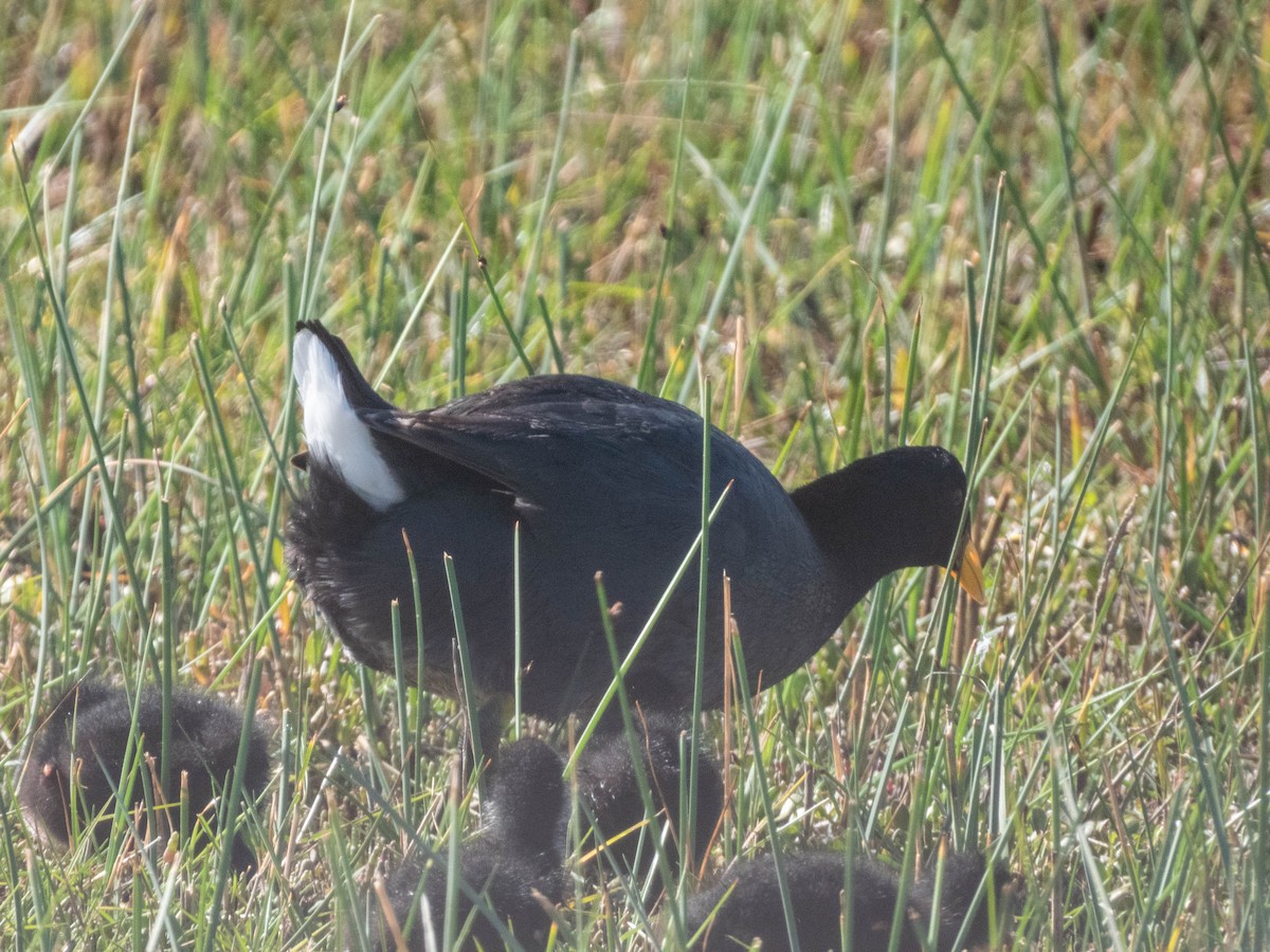 Red-fronted Coot - ML638057264
