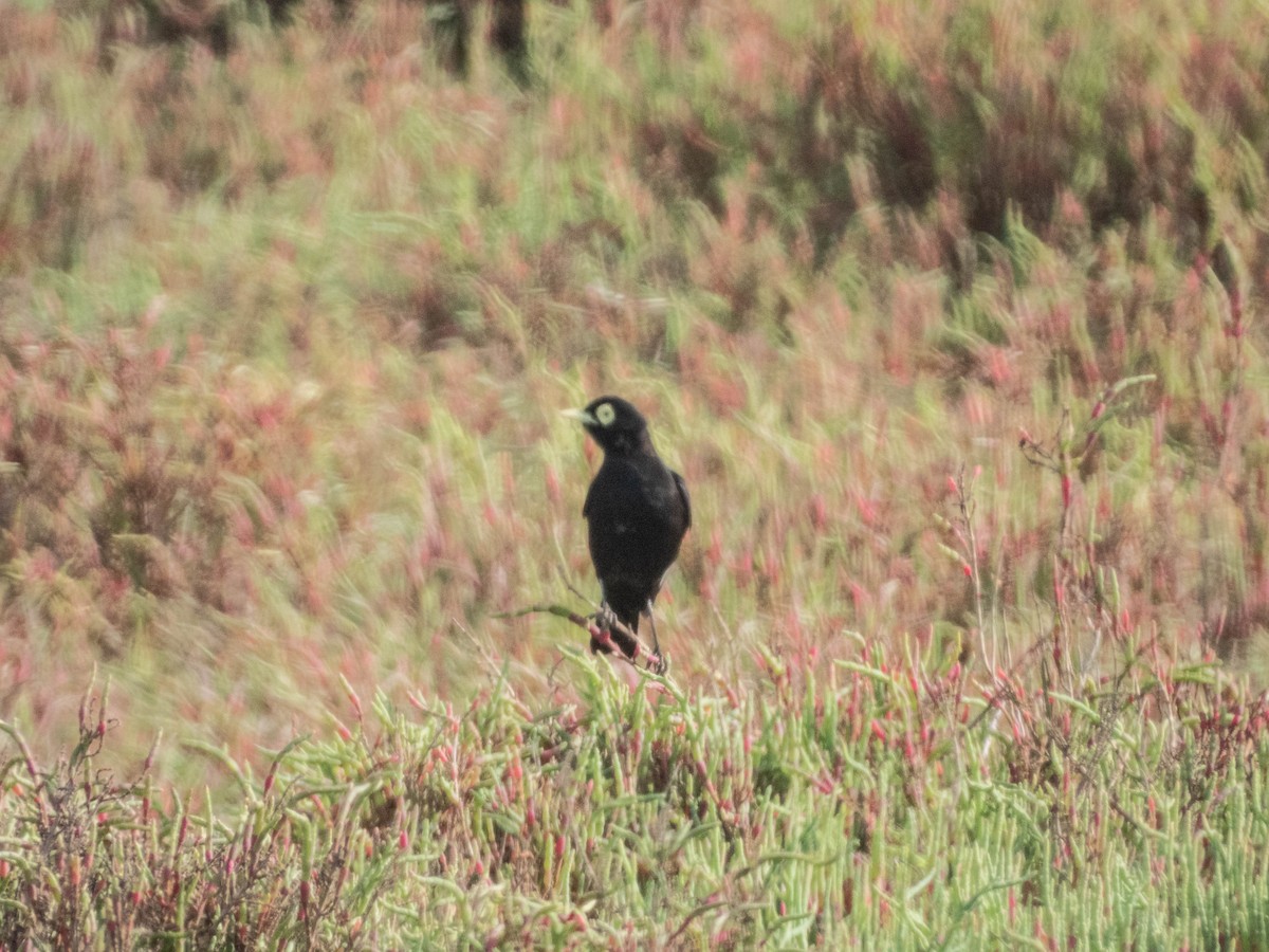Spectacled Tyrant - ML638057284