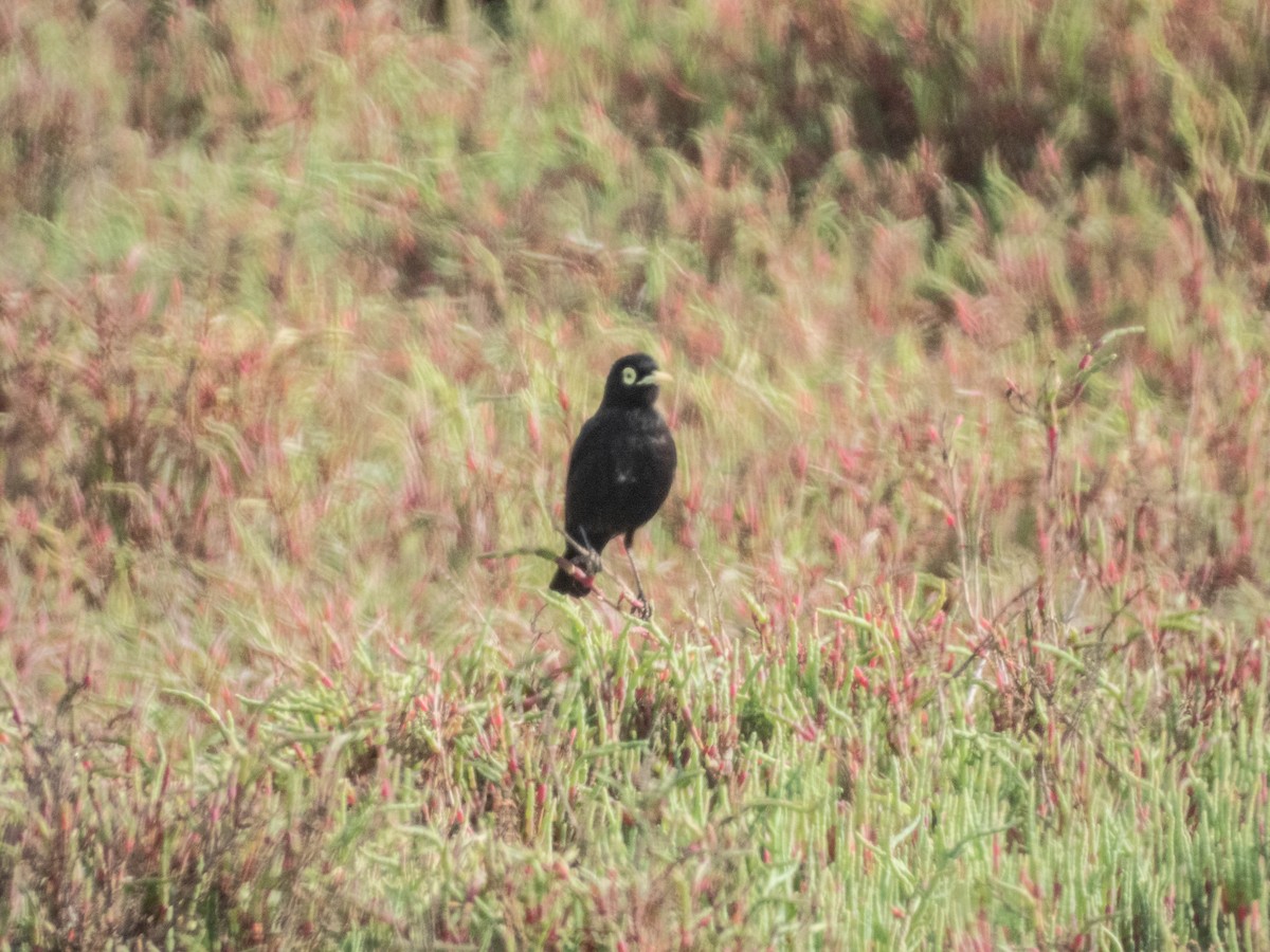 Spectacled Tyrant - ML638057285