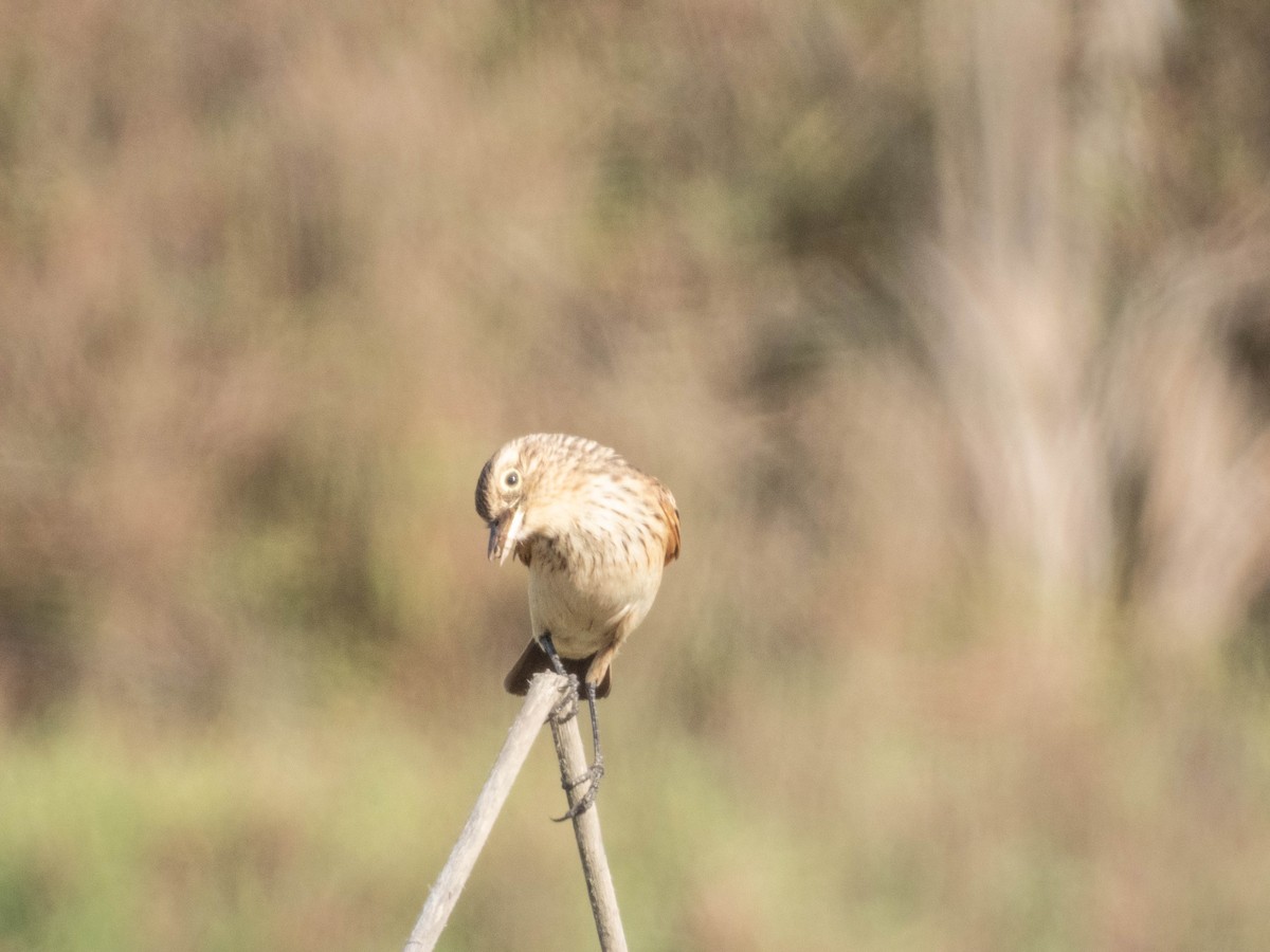 Spectacled Tyrant - ML638057286