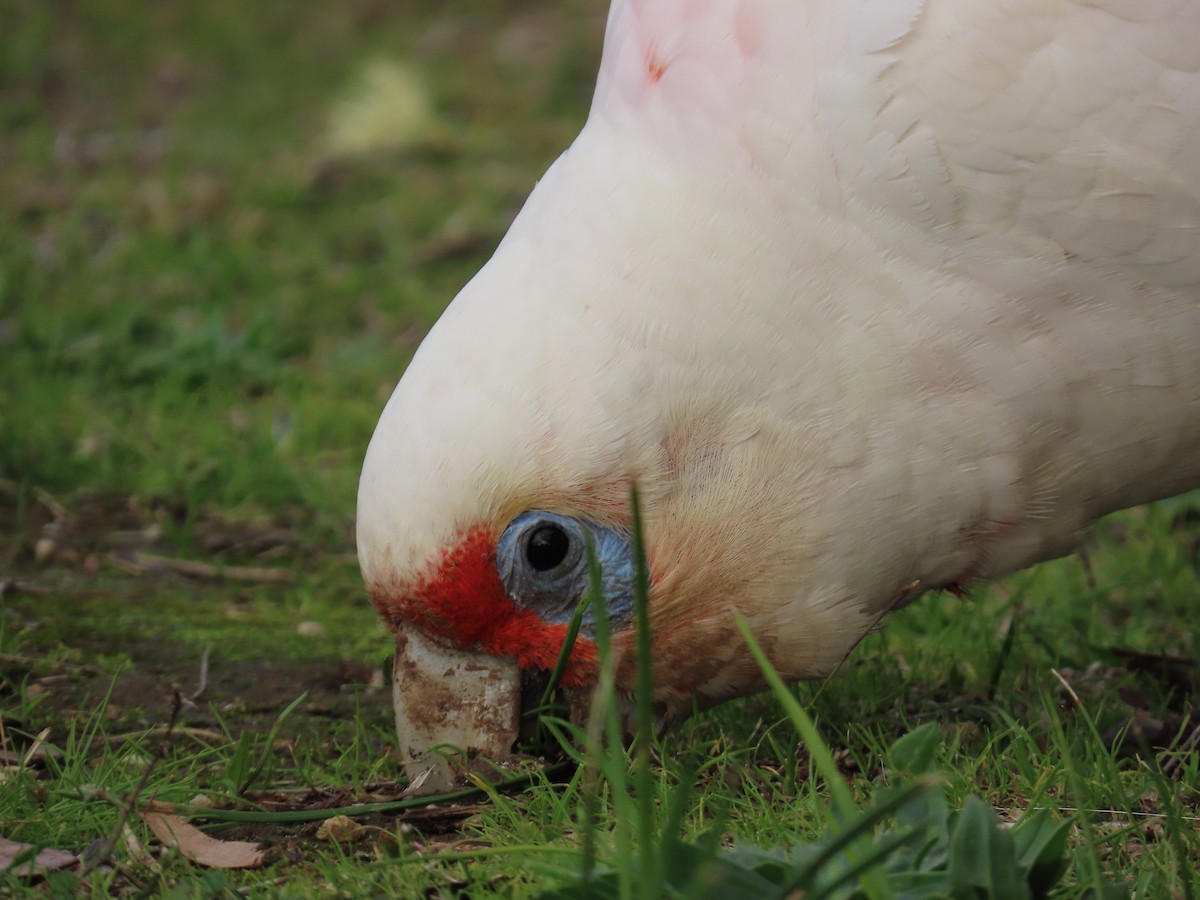 Long-billed Corella - ML638057310