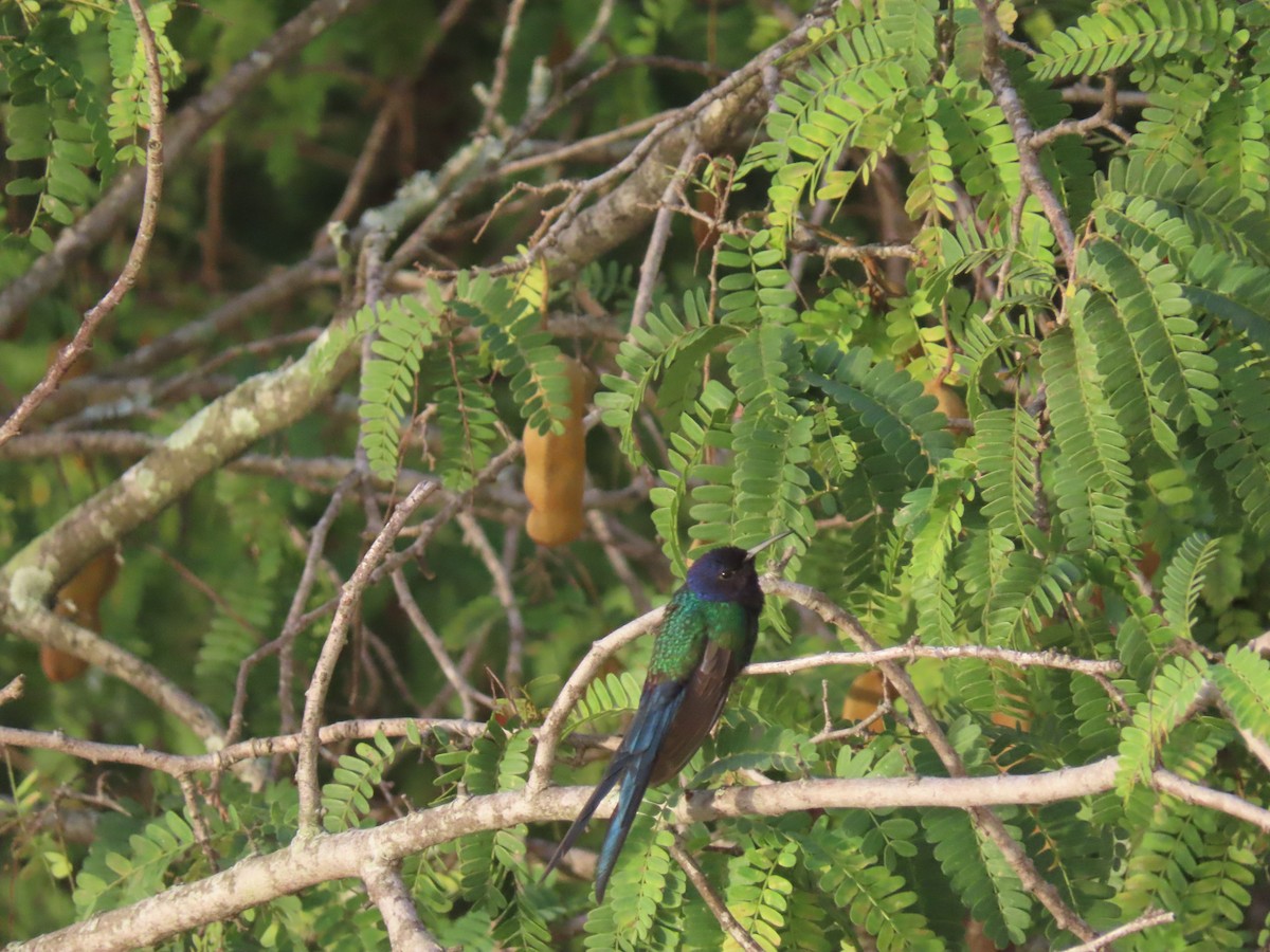 Swallow-tailed Hummingbird - ML638057321